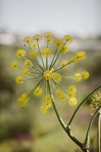 Close-up of yellow flowering plant