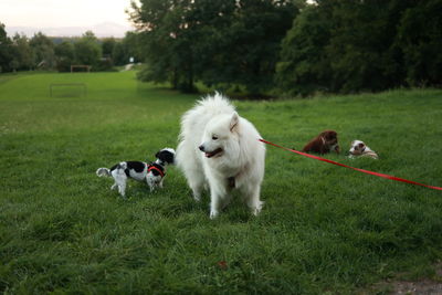 Dogs running on grassy field