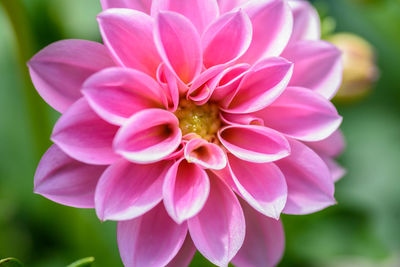 Close-up of pink flower blooming outdoors