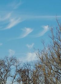 Low angle view of trees against sky