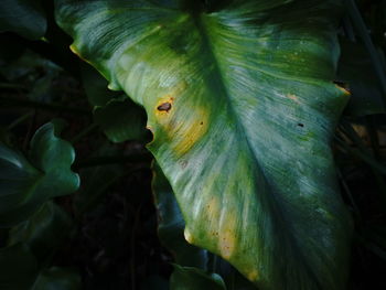 Close-up of green leaf on plant