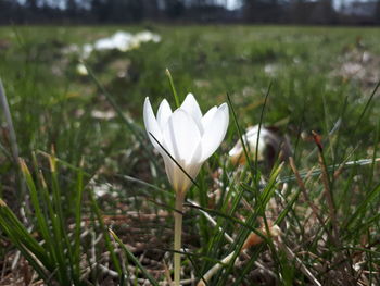 Close-up of white crocus flower on field