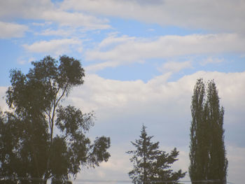 Low angle view of trees against sky