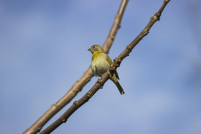 Low angle view of bird perching on branch against sky