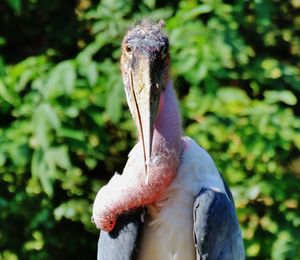 Close-up portrait of a bird