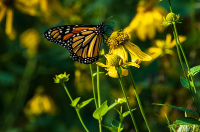 Close-up of butterfly pollinating on flower