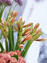 Close-up of pink flowering plant