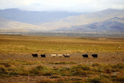 Sheep grazing on grassy field against cloudy sky