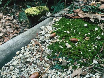 Plant growing on rocks