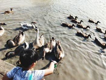 High angle view of boy feeding birds in lake