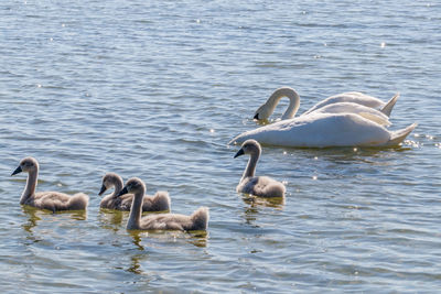 Swans swimming in lake