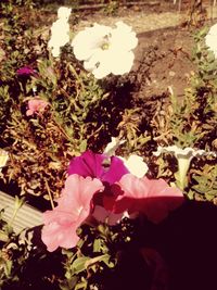 Close-up of pink flowers blooming outdoors