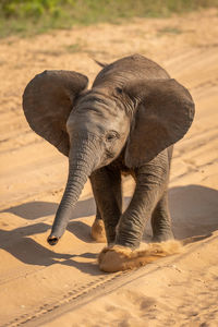 Baby african elephant crosses track kicking sand