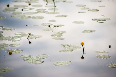 High angle view of birds in water