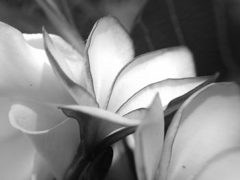 Close-up of flower