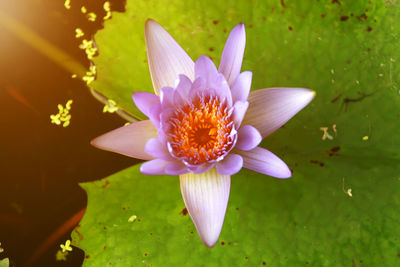 Lotus blooming on water surface and green leaves