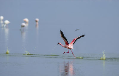 Flamingo running on the water