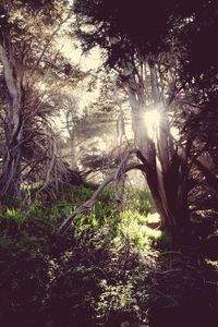 Low angle view of sunlight streaming through trees