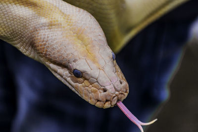Close-up of burmese python sticking out tongue