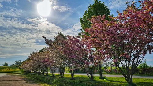 Trees in park against sky