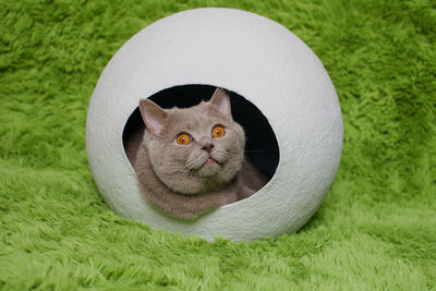 Close-up portrait of cat on grass