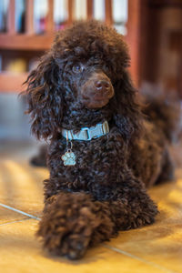 Close-up portrait of dog at home