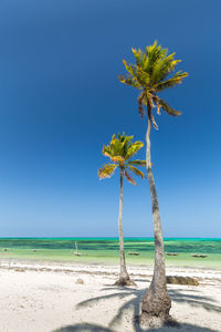 Coconut palm tree on beach against clear blue sky