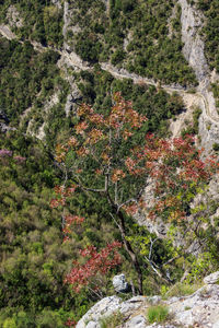 Scenic view of forest