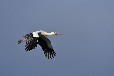 Low angle view of stork flying in sky