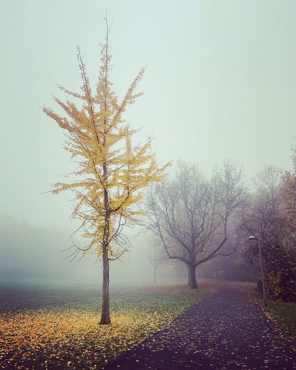 tree, plant, beauty in nature, fog, sky, tranquility, nature, bare tree, tranquil scene, scenics - nature, no people, landscape, autumn, change, environment, field, land, non-urban scene, branch, outdoors, isolated, fall