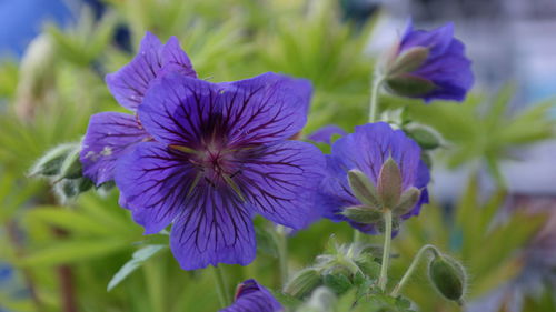 Close-up of purple flowering plants