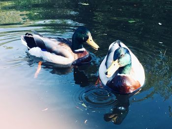 High angle view of ducks swimming on lake