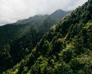 Scenic view of forest against sky