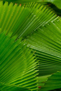 Full frame shot of palm leaves