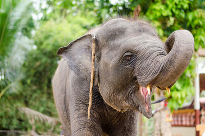 Close-up of elephant