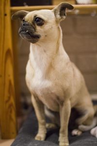 Close-up of dog looking away while sitting at home