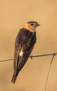 Close-up of bird perching on twig