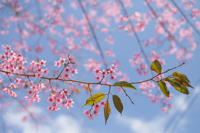 Low angle view of pink cherry blossoms against sky