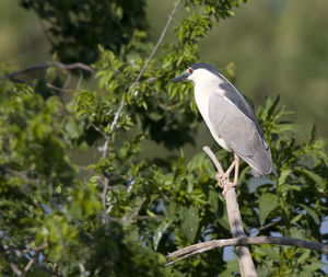 Bird perching on a tree