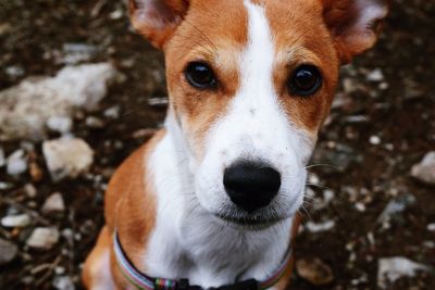 Close-up portrait of dog