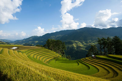 Scenic view of agricultural field against sky