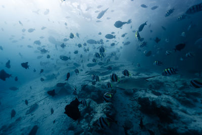 Close-up of fish swimming in sea