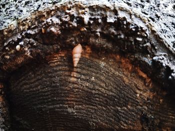 Close-up of tree trunk