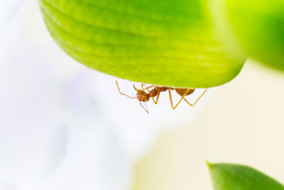 Close-up of ant on leaf