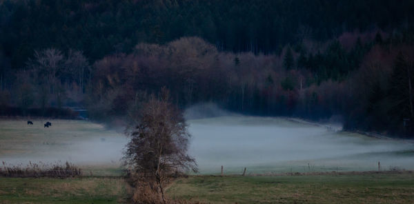 Trees on field against sky during foggy weather