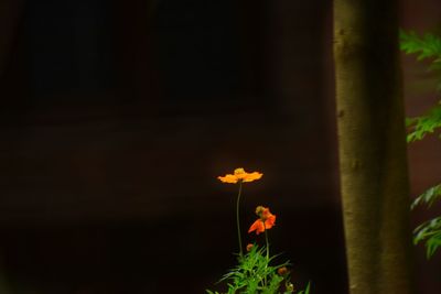 Close-up of flowers blooming outdoors