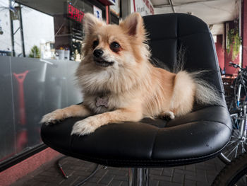 Close-up of dog sitting on chair