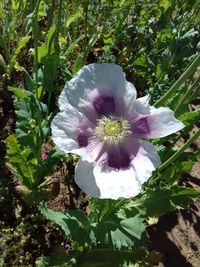 Close-up of purple flowering plant