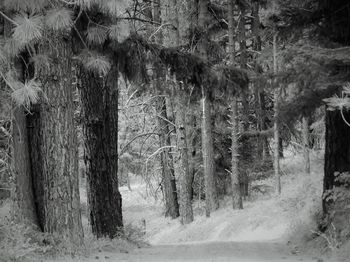 Trees in forest during winter
