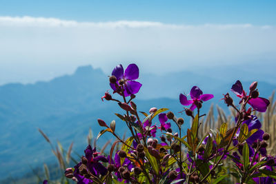 Close-up of pink flowering plant against sky